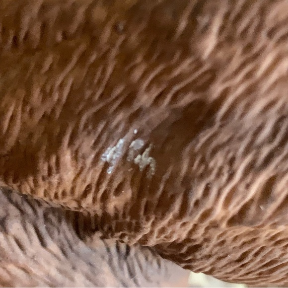 Bill Ohrmann Porcelain Bear Cub Trout Fish Sculpture Cabin Decor Approx 13”x8” - Picture 8 of 14